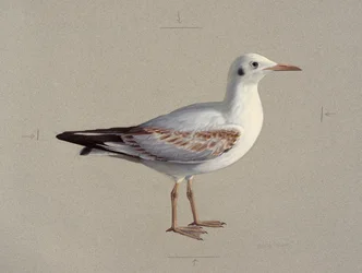 Study of a juvenile black-headed gull in winter plumage