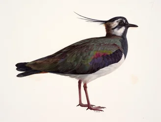 Study of a lapwing