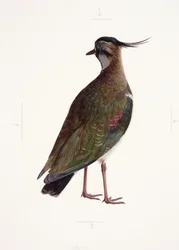 Study of a lapwing