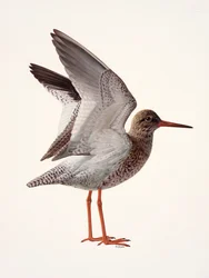 Study of a red shank