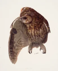Study of a tawny owl