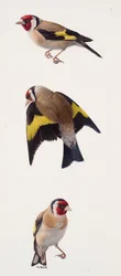 Three studies of a goldfinch