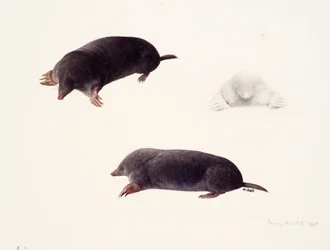 Three studies of a mole