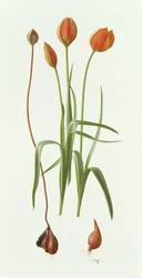 Tulipa Whittallii