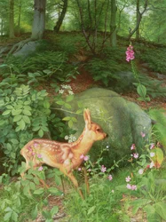 Young Roe Deer in Adel Woods