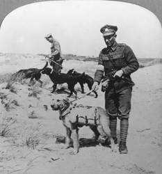 First Aid Dogs, World War I