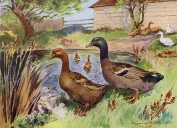 Illustration for My Farm
