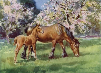 Illustration for My Farm
