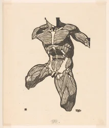 Anatomical Study of the Neck, Abdominal, and Thigh Muscles of a Man