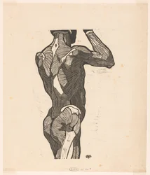 Anatomical Study of the Back and Buttock Muscles of a Man