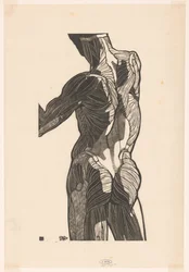 Anatomical Study of the Back and Buttock Muscles of a Man