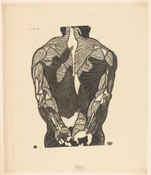 Anatomical Study of the Back Muscles of a Man