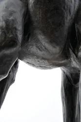 Large Giraffe with Lowered Head