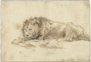 Lying Lion