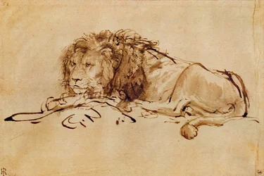 Lion Resting
