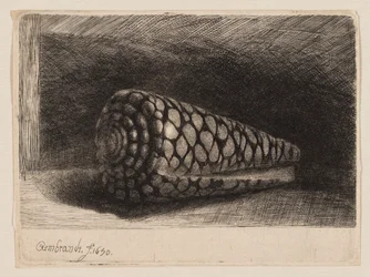The Shell