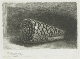 The Shell
