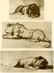 Three Lion Studies