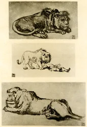 Three Lion Studies