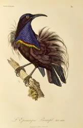 Adult male of Paradise Riflebird (Ptiloris paradiseus)
