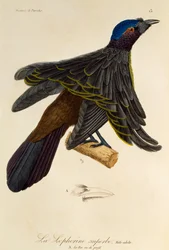 Adult male of Superb Bird-of-Paradise (Lophorina superba), engraving from Histoire naturelle des oiseaux de paradis et des epimagues