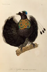 Adult male of Western Parotia (Parotia sefilata)