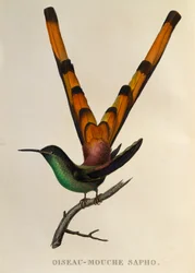 Red-tailed Comet, from Les trochilidees ou les colibris et les oiseaux-mouches