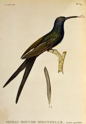 Swallow-tailed Hummingbird (Eupetomena macroura), engraving from Les trochilidées ou les colibris et les oiseaux-mouches