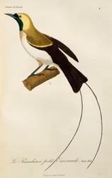 Young Male of Lesser Bird-of-Paradise (Paradisaea minor), engraving from Histoire naturelle des oiseaux de paradis et des epimagues