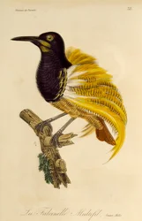 Young male of Twelve-wired Bird-of-Paradise (Seleucidis melanoleuca)