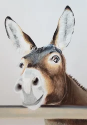 Cheeky Donkey