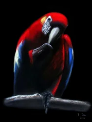 Parrot