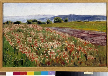 The field of poppies