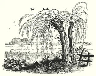 Hans Christian Andersen: The Buckwheat