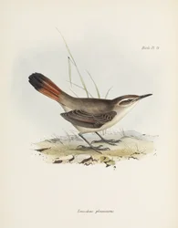 Band-tailed earthcreeper, South America, c. 1832-1836