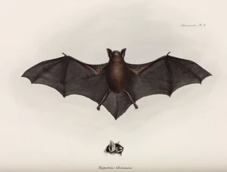 Bat, South America