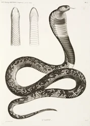 Egyptian Cobra