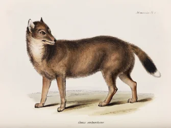 Fox, Falkland Islands