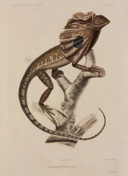 Frillneck Lizard