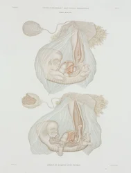 Human Foetus at 40 Days, c 1847-1859