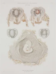 Human Uterus with Embryo, c 1847-1859