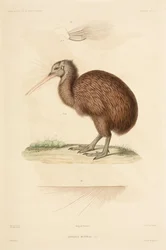 Kiwi, New Zealand