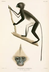 Monkeys, Sumatra, Indonesia