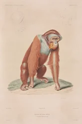 Orangutan, Indonesia