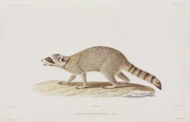 Raccoon, USA