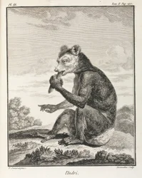 The Indri - a type of lemur, Madagascar