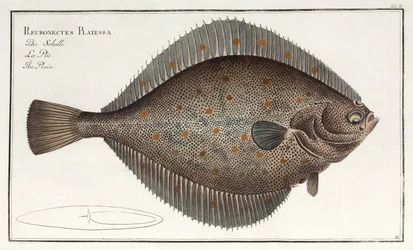 The Plaice