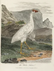 The White Fulica