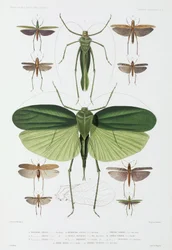 Types of Insect, Tenerife and Indonesia