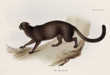 Weasel or Otter Cat, South America